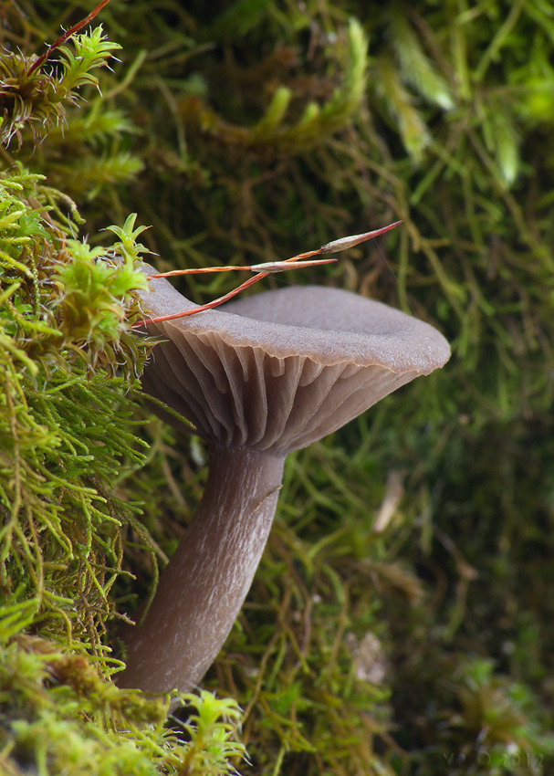 strmulica čiaškovitá Pseudoclitocybe cyathiformis (Bull.) Singer