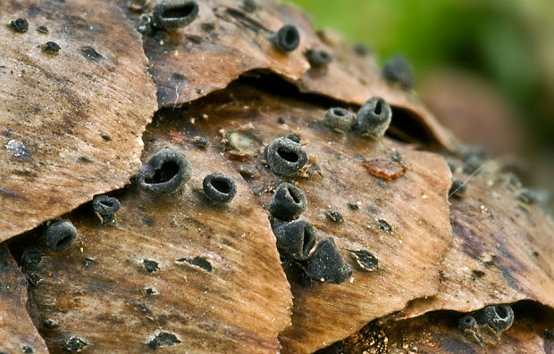 jahňadka smreková Rutstroemia bulgarioides (P. Karst.) P. Karst.