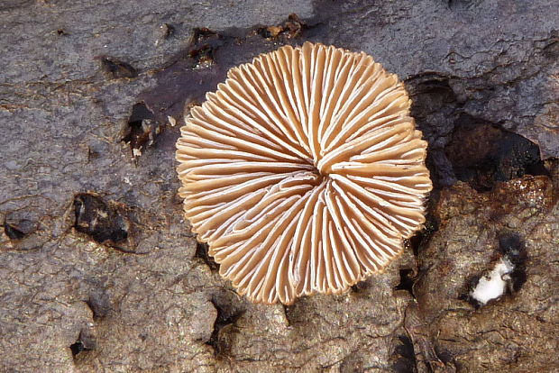 klanolupeňovka obyčajná Schizophyllum commune Fr.