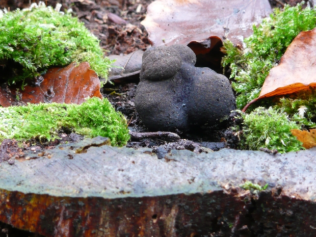 drevnatec kyjakovitý Xylaria polymorpha (Pers.) Grev.