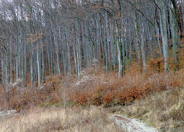 lesy v okolí Marianky