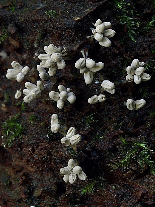 mištička Arcyria sp.