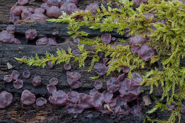 vrtidlovka mäsitá Ascocoryne sarcoides (Jacq.) J.W. Groves & D.E. Wilson