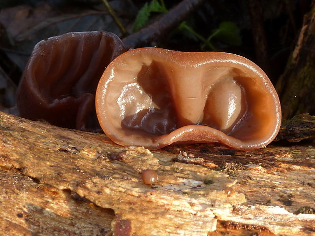 uchovec bazový Auricularia auricula-judae (Bull.) Quél.