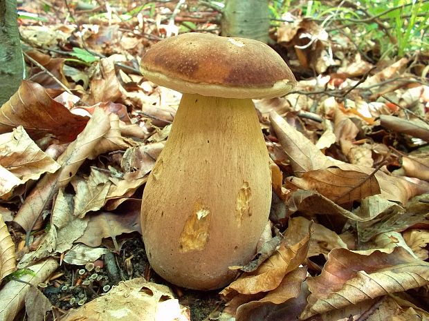 hríb dubový Boletus reticulatus Schaeff.