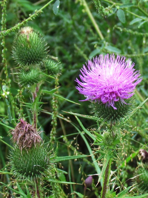 pichliač obyčajný Cirsium vulgare (Savi) Ten.