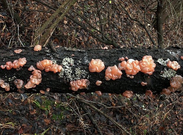 kráterokrčka čerešňová Craterocolla cerasi (Schumach.) Sacc.