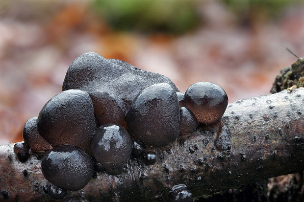 tmavorôsolovec mušľovitý Exidia truncata Fr.