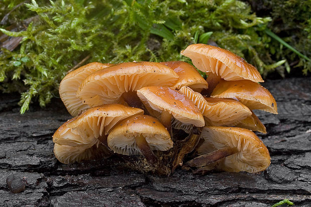 plamienka  Flammulina sp.