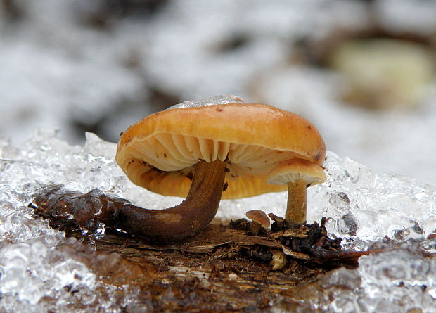 plamienka Flammulina sp.