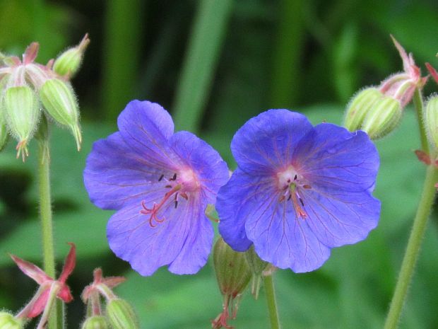 pakost lúčny Geranium pratense L.