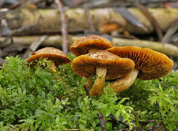 šupinovec? Gymnopilus sp.