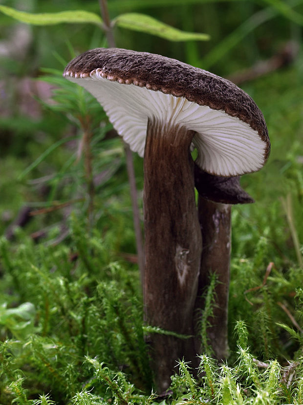 rýdzik čiernozamatový Lactarius lignyotus Fr.