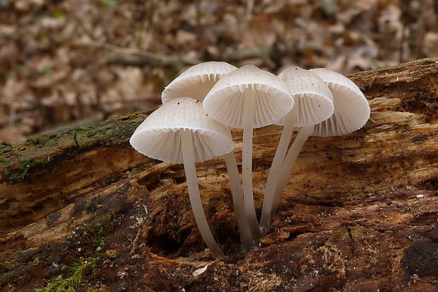 prilbička Mycena sp.