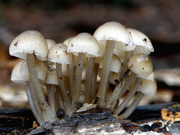 prilbička hnedosivá Mycena tintinnabulum (Paulet) Quél.