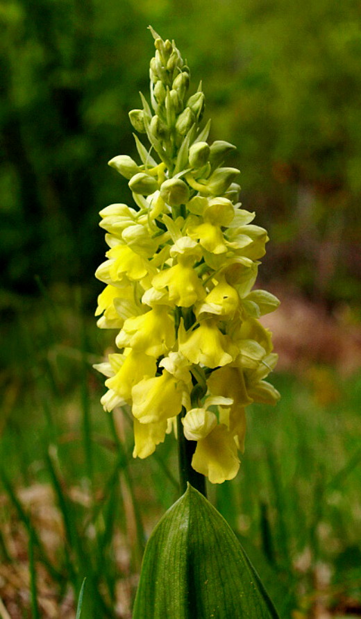 vstavač bledý Orchis pallens L.