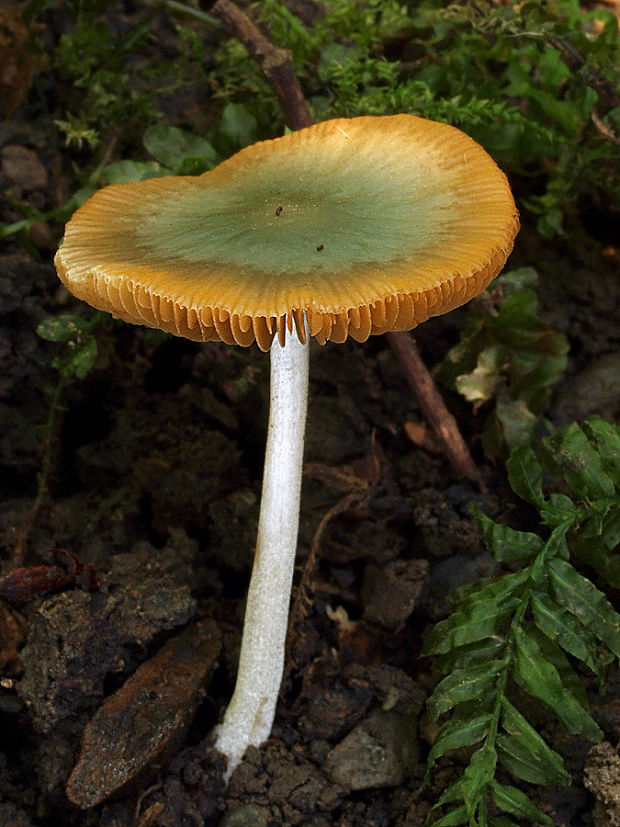 štítovka Pluteus sp.