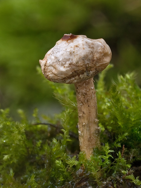 stopkovec zimný Tulostoma brumale Pers.