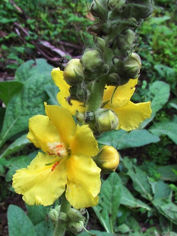 divozel sápovitý Verbascum phlomoides L.