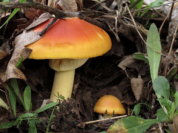 muchotrávka cisárska Amanita caesarea (Scop.) Pers.