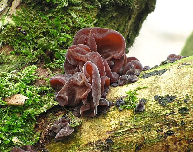 uchovec bazový-boltcovitka ucho Jidášovo Auricularia auricula-judae (Bull.) Quél.