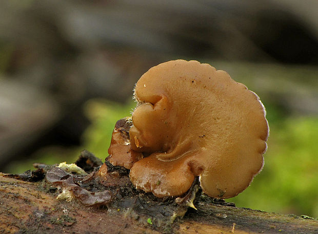 uchovka pásikavá Auricularia mesenterica (Dicks.) Pers.