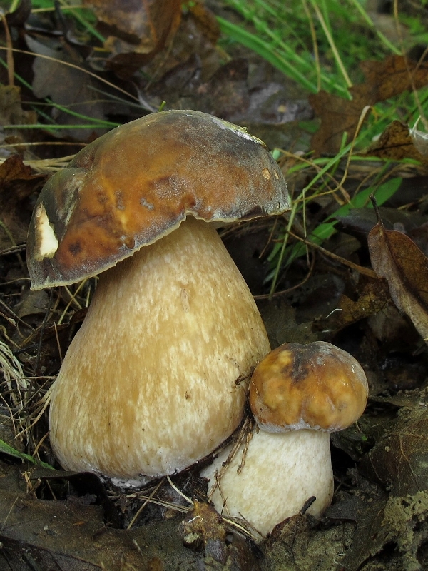 hríb bronzový Boletus aereus Bull. ex Fr.