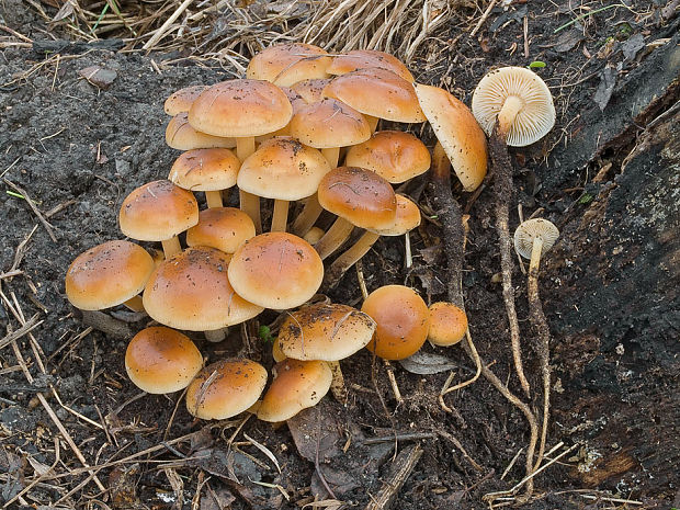 plamienka Flammulina sp.