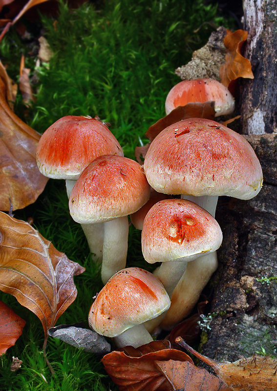 strapcovka tehlovočervená Hypholoma lateritium (Schaeff.) P. Kumm.