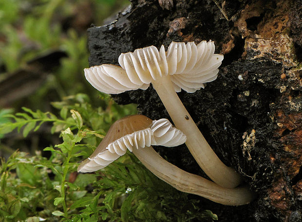 prilbička Mycena sp.