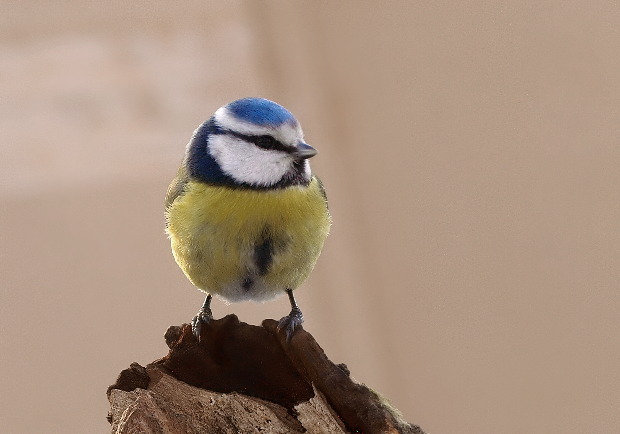 sýkorka belasá Parus caeruleus