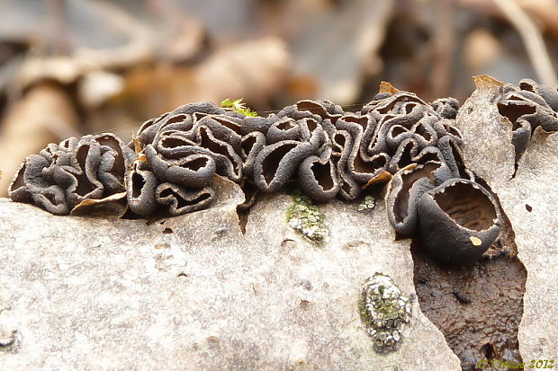 dutinovka lužná Sclerencoelia fascicularis (Alb. & Schwein.) P. Karst.