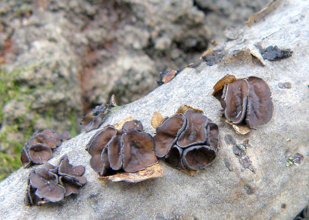 dutinovka lužná Sclerencoelia fascicularis (Alb. & Schwein.) P. Karst.