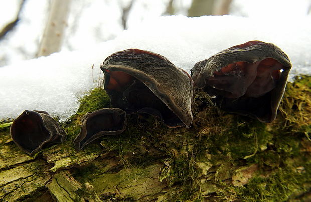 uchovec bazový Auricularia auricula-judae (Bull.) Quél.