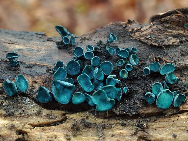 zelenica Chlorociboria sp.