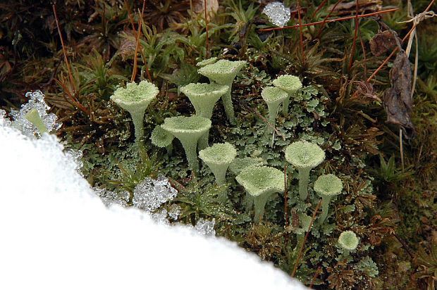 dutohlávka riasnatá Cladonia fimbriata (L.) Fr.