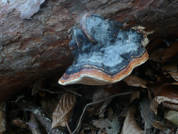 práchnovček pásikavý Fomitopsis pinicola (Sw.) P. Karst.