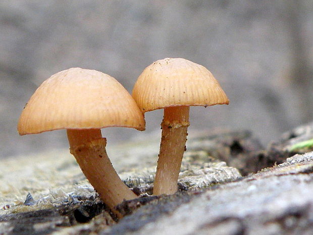 kapucňovka okrovohnedastá Galerina marginata (Batsch) Kühner