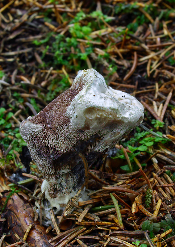 jelenkovka voňavá Hydnellum suaveolens (Scop.) P. Karst.