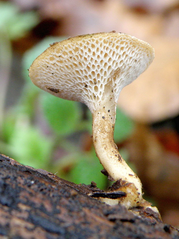 trúdnik zimný Lentinus brumalis (Pers.) Zmitr.