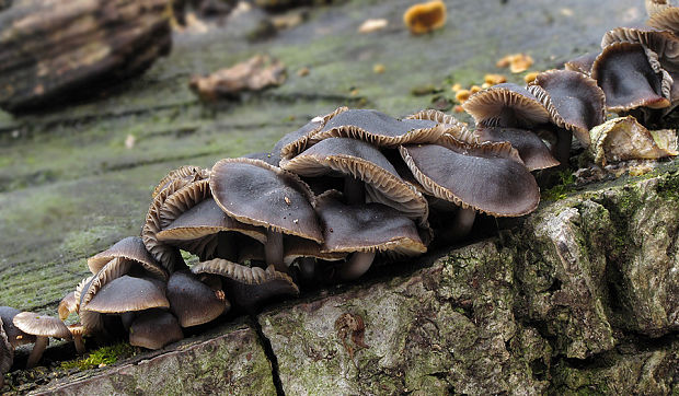 prilbička hnedosivá Mycena tintinnabulum (Paulet) Quél.