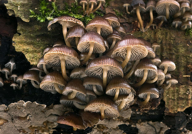 prilbička hnedosivá Mycena tintinnabulum (Paulet) Quél.