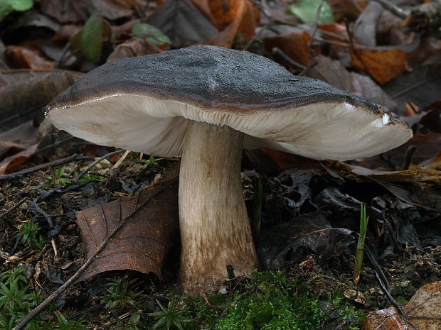 štítovka jelenia Pluteus cervinus (Schaeff.) P. Kumm.