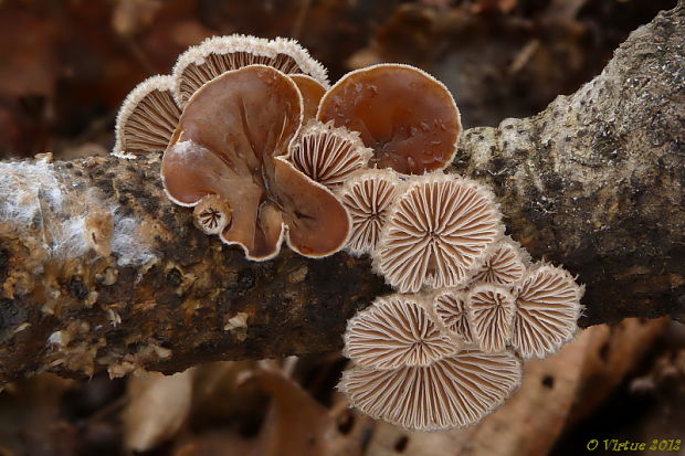 škľabka plstnatá  Schizophyllum amplum (Lév.) Nakasone