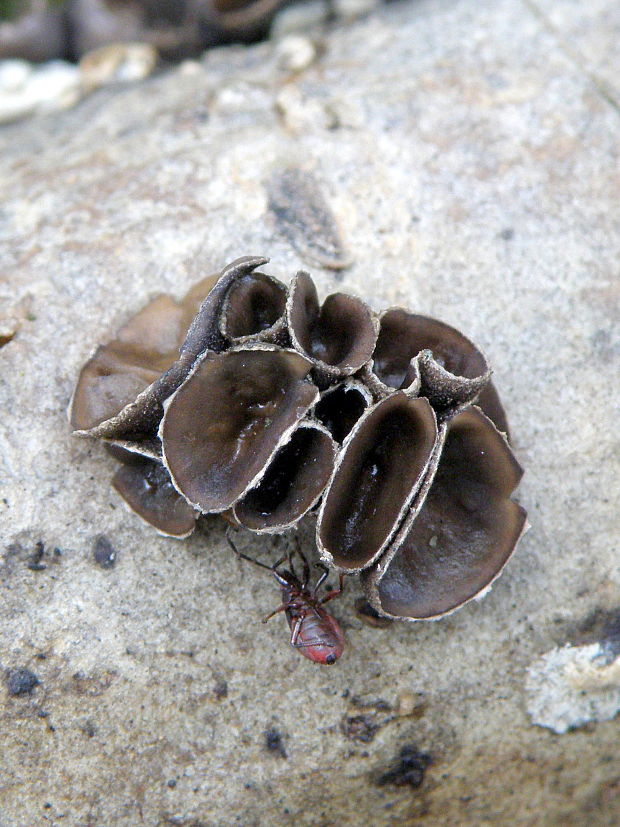 dutinovka lužná Sclerencoelia fascicularis (Alb. & Schwein.) P. Karst.