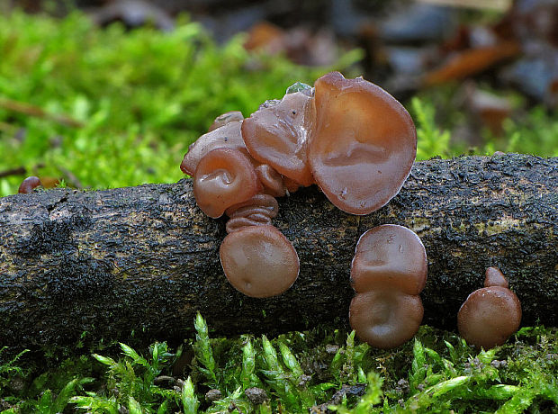 uchovec bazový Auricularia auricula-judae (Bull.) Quél.