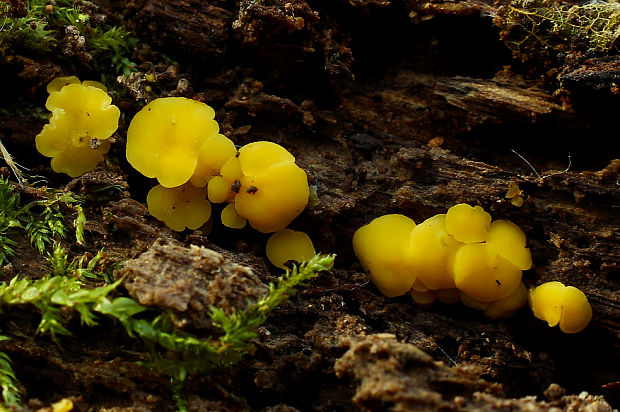 okrasník žltý Calycina citrina (Hedw.) Gray