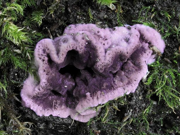 pevníkovec purpurový Chondrostereum purpureum (Pers.) Pouzar