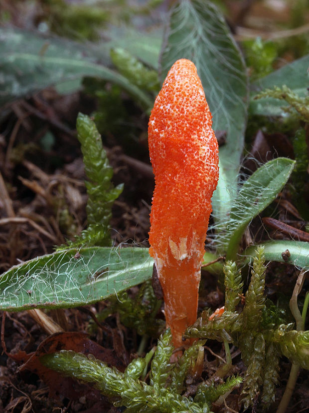 žezlovka hmyzová Cordyceps militaris (Fr.) Link