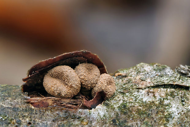 dutinovka otrubnatá Encoelia furfuracea (Roth) P. Karst.